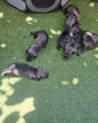 Cuccioli Schnauzer medio pepe e sale