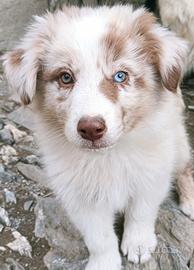 cuccioli di pastore australiano con pedigree 