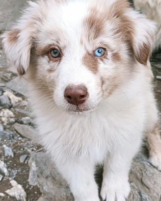 cuccioli di pastore australiano con pedigree 