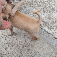 Cuccioli di pinscher il padre e chihuahua