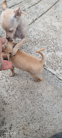 Cuccioli di pinscher il padre e chihuahua