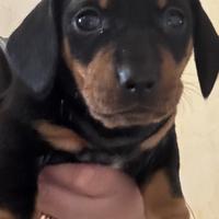 Cane bassotto femmina