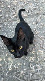 Gattino nero