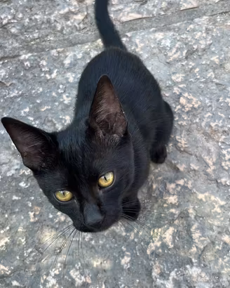 Gattino nero
