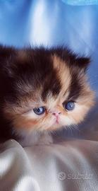 Cuccioli di gatto Persiano