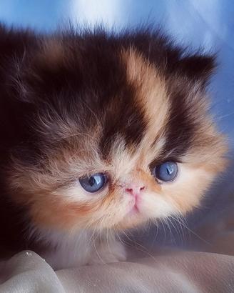 Cuccioli di gatto Persiano