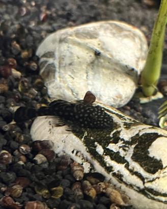 Pesci pulitori da vetro Ancistrus