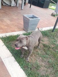 American bully