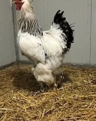 Galline ornamentali