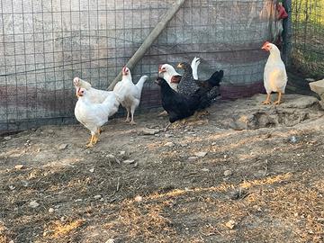 Galline e Galli
