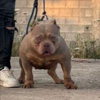 Femmina di american bully poket