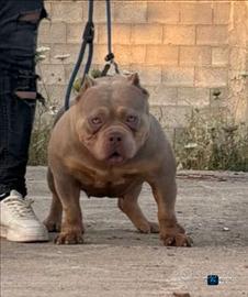 Femmina di american bully poket