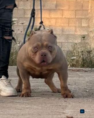 Femmina di american bully poket