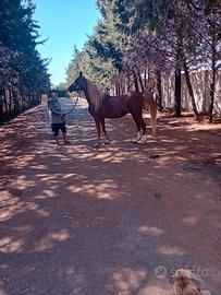 Cavallo