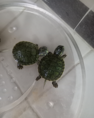 Tartarughe