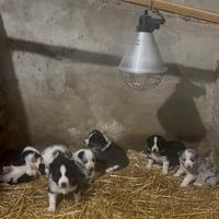 Cuccioli di border collie