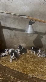 Cuccioli di border collie