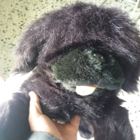 Peluche cane terranova