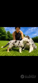 Australian Shepherd Aussie con pedigree