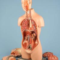 Modello anatomico della SOMSO  - plast. c. 1950-60