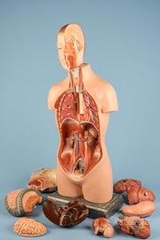 Modello anatomico della SOMSO  - plast. c. 1950-60