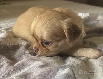 Cucciolo chihuahua