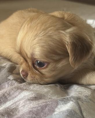 Cucciolo chihuahua