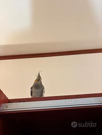 Calopsita tranquilla