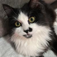 Gattino Piccolo Bianco & Nero Occhi Verdi