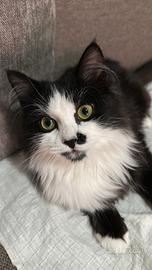 Gattino Piccolo Bianco & Nero Occhi Verdi