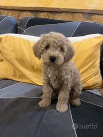 Barboncino maschio