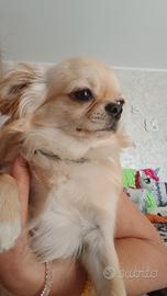 chihuahua 