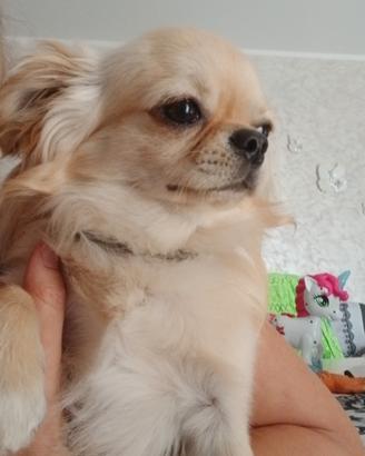 chihuahua 