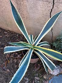 Agave striata