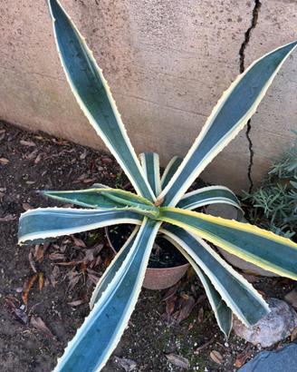 Agave striata