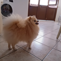 Pomerania spiz nano disponibile per monta