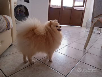 Pomerania spiz nano disponibile per monta