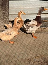 Anatre sassonia
