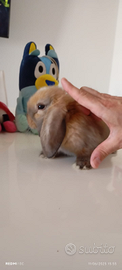 Coniglietto ariete nano selezionato