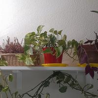 Epipremnum aureum (Pothos)