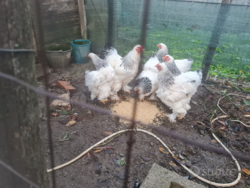 Brama gigante bianco Columbia