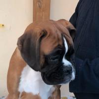 Cucciola di boxer