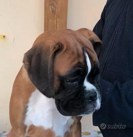 Cucciola di boxer