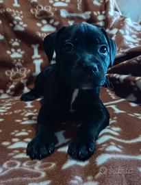Staffy cucciolo Staffordshire Bull Terrier