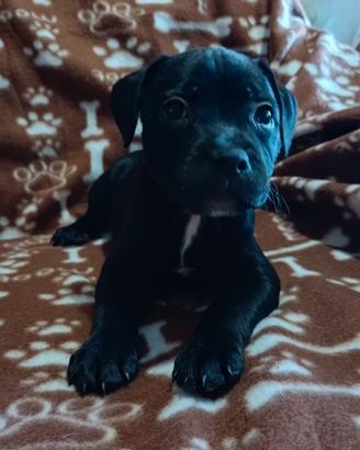 Staffy cucciolo Staffordshire Bull Terrier