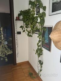Pothos classico molto grande