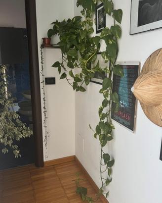 Pothos classico molto grande