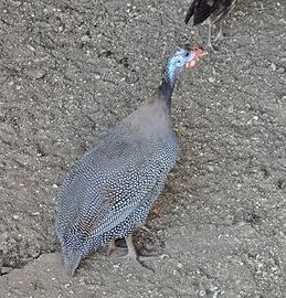 Galline Faraoni