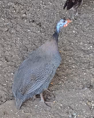 Galline Faraoni