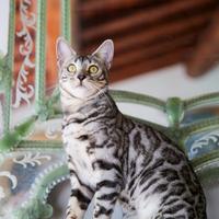 Bengala Black Silver PER ACCOPPIAMENTO